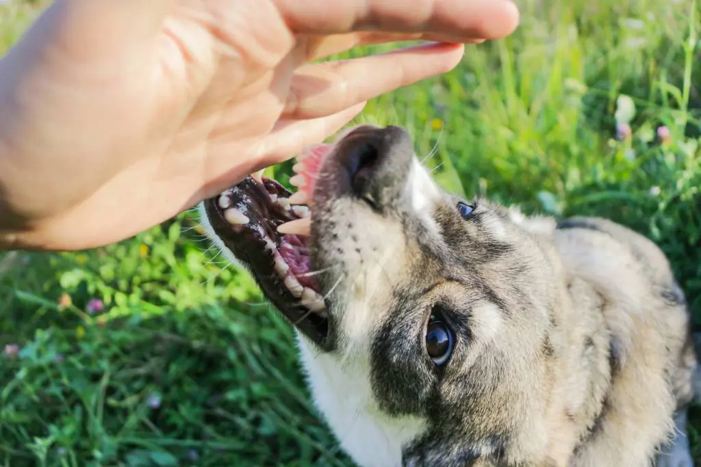 Rockville Dog Bite Injury Lawyer