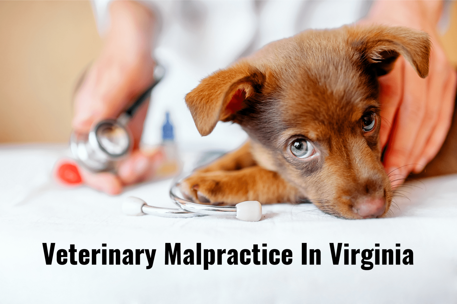 Is It Possible To File A Veterinary Malpractice In Virginia? Malloy Law