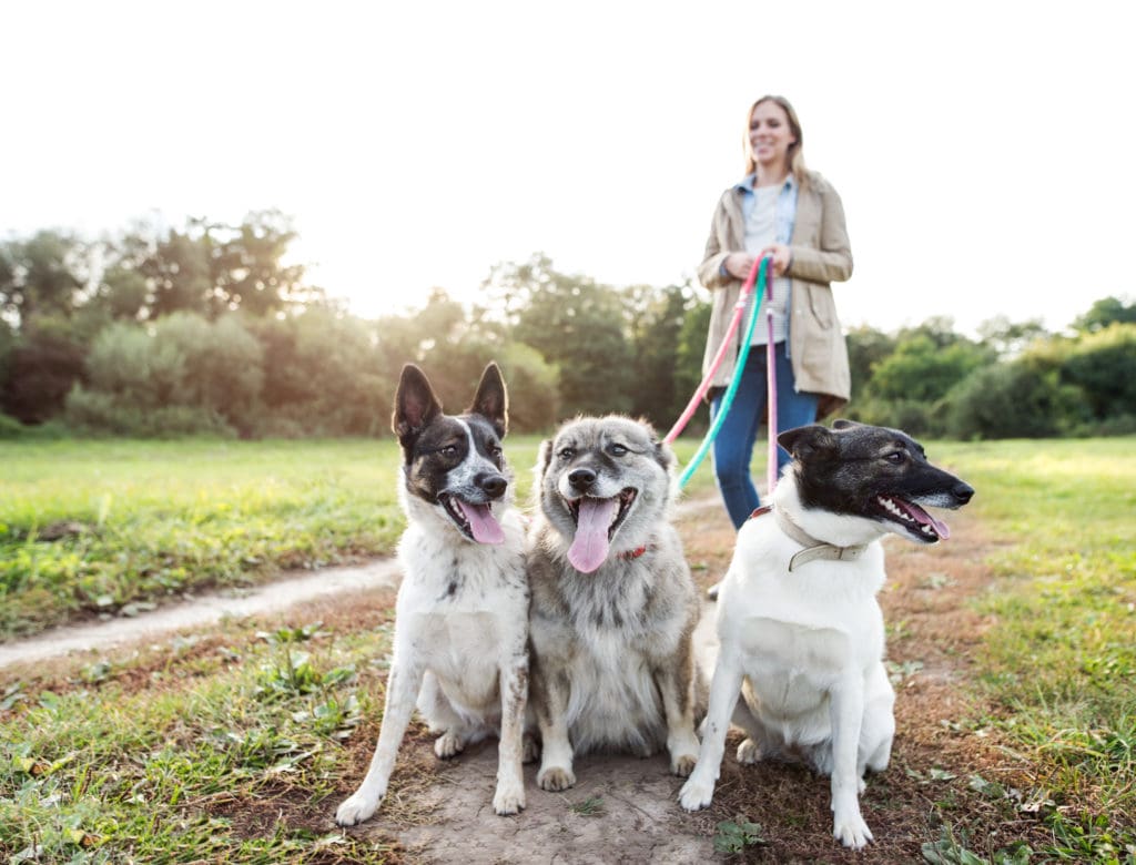 Dog walking services are convenient but can lead to dog bites