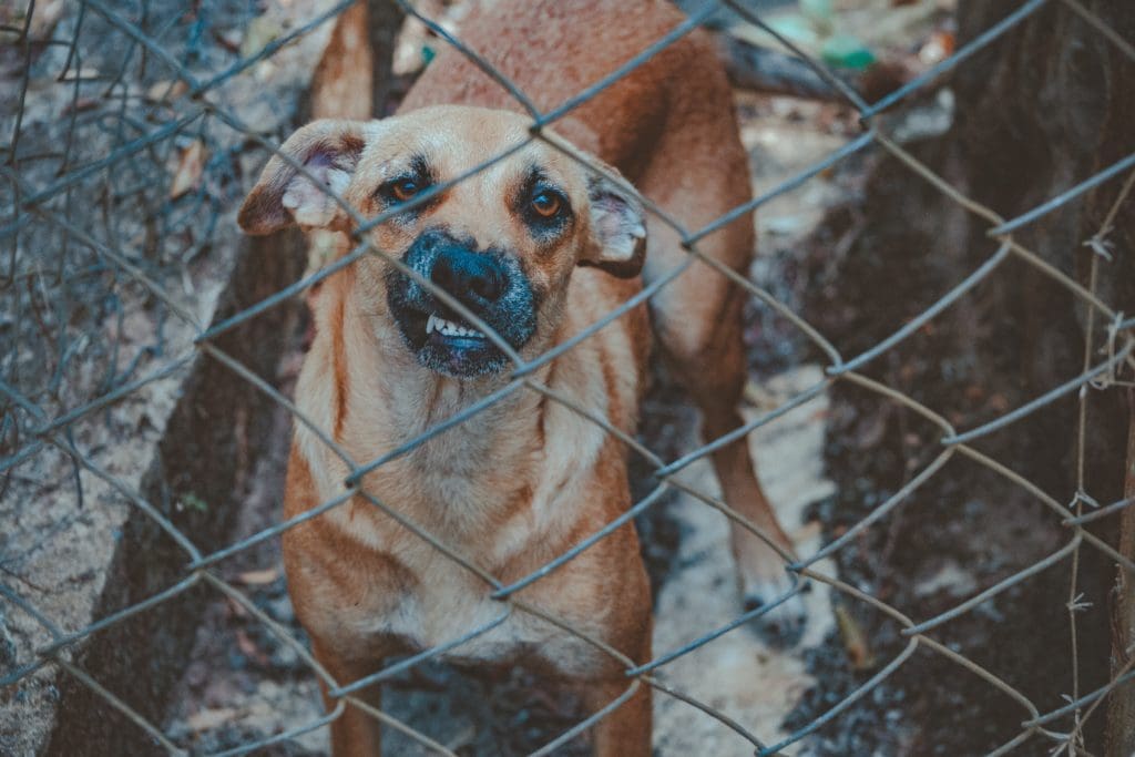 Reading body language can be key to preventing dog bites