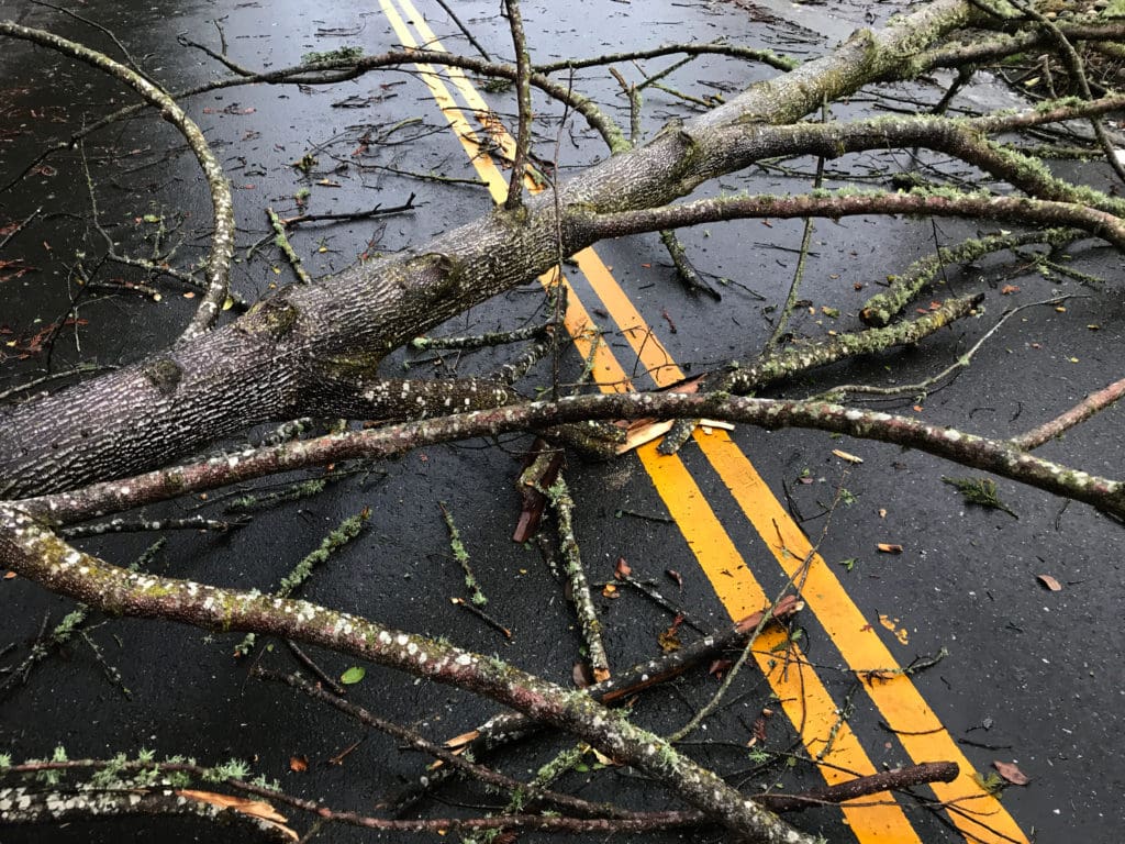 Fallen trees are a common source of road debris