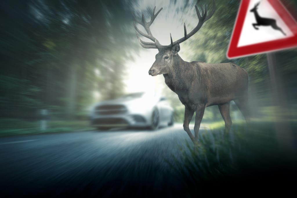 Deer crossing area