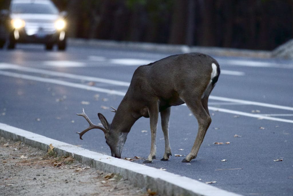 Deer in road