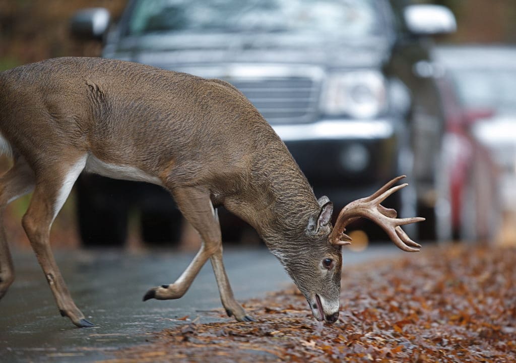 Deer in headlights