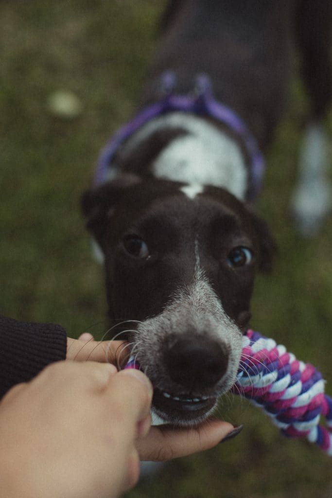 Mordida de Perro en Baltimore