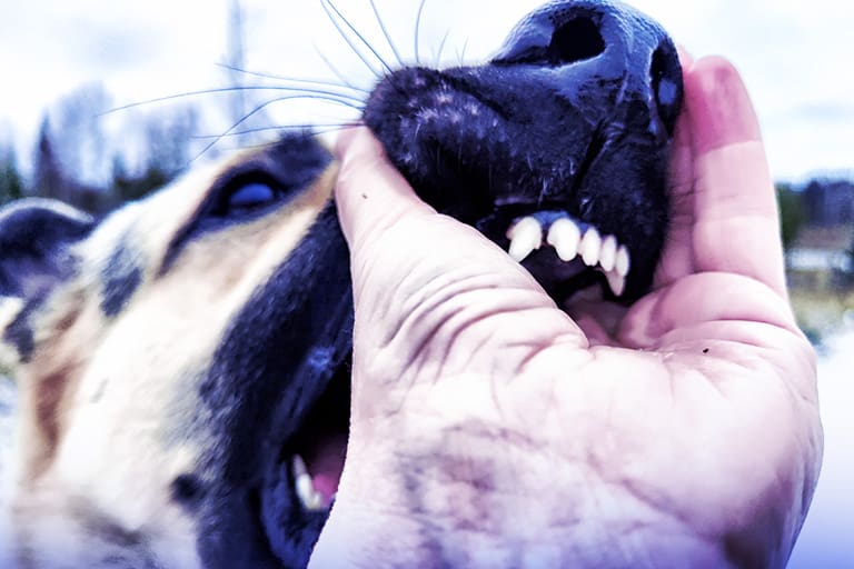 Abogado de mordidas de perro en Rosslyn
