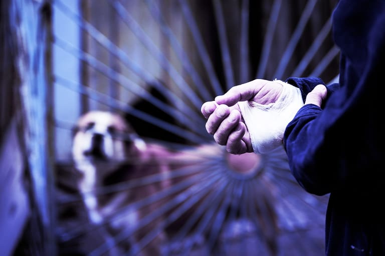 Maryland and Virginia dog bite laws