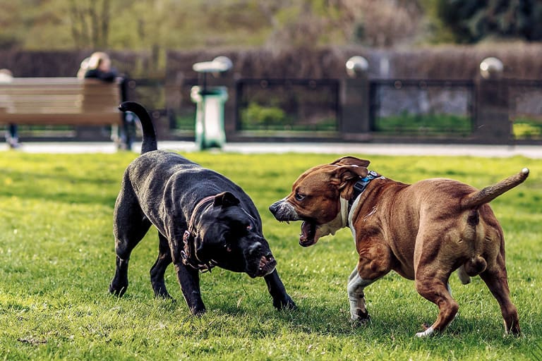 Dangerous Dogs
